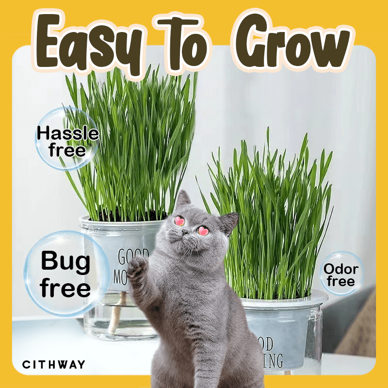 Cithway™ Easy-Grow Cat Grass Snack